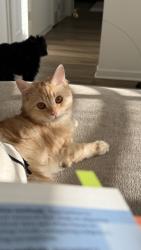 Lost Male Cat last seen Railroad, Chalfont, PA 18914