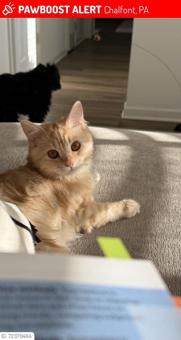 Lost Male Cat last seen Railroad, Chalfont, PA 18914