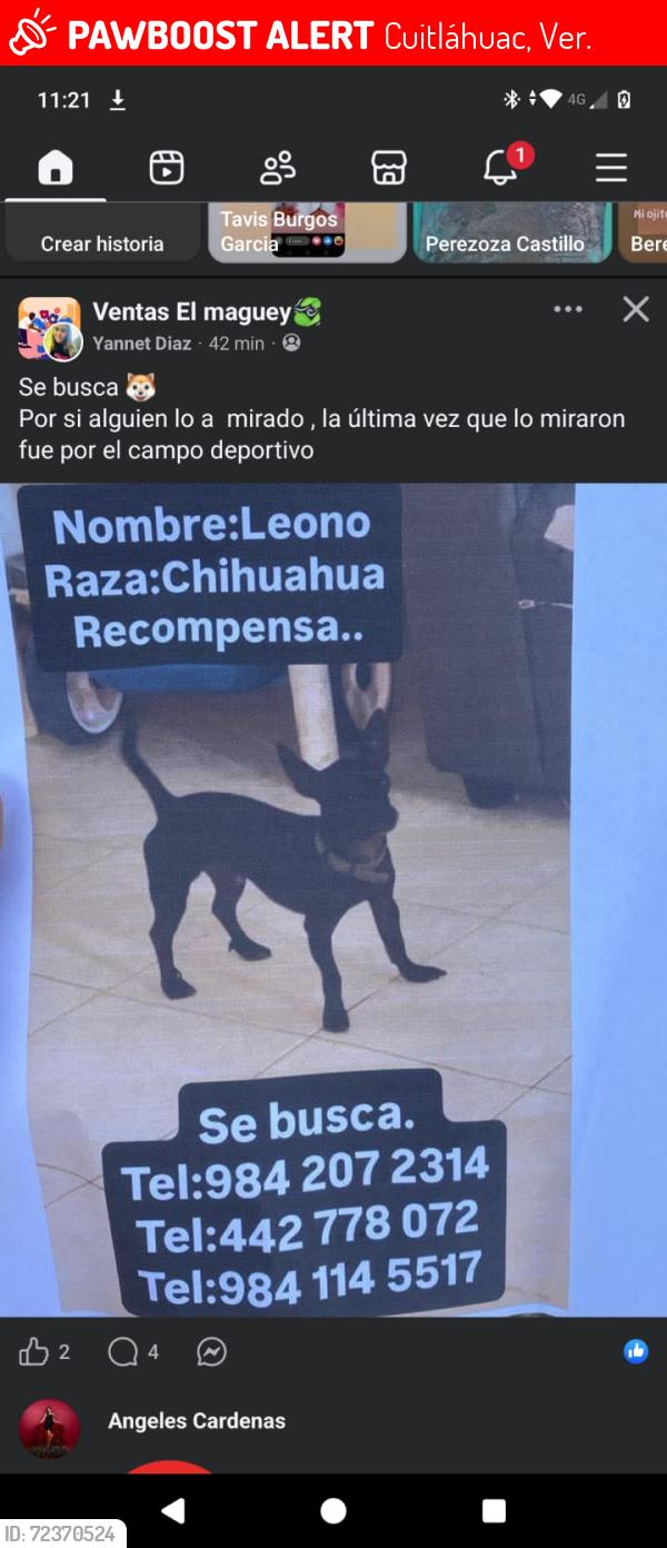 Lost Male Dog last seen Tecámac, Cuitláhuac, Ver. 