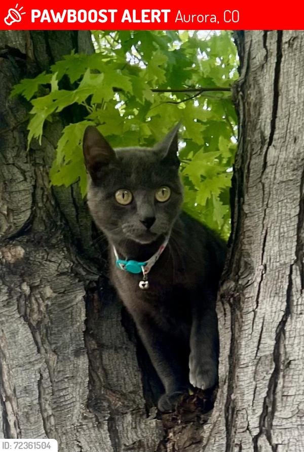 Lost Female Cat last seen Laredo and colfax, Aurora, CO 80011