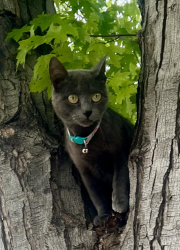 Lost Female Cat last seen Laredo and colfax , Aurora, CO 80011
