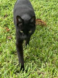 Lost Male Cat last seen SW 3rd St, Boynton Beach, FL 33435
