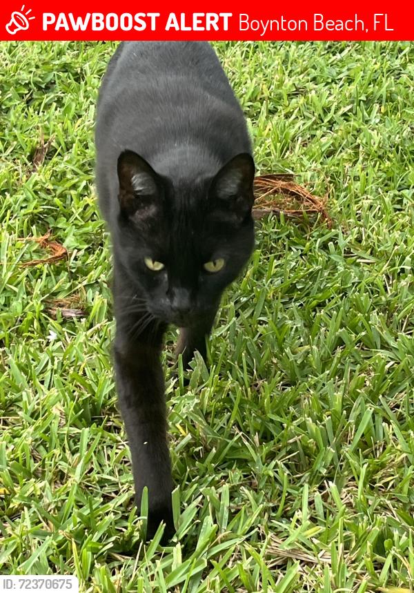Lost Male Cat last seen SW 3rd St, Boynton Beach, FL 33435