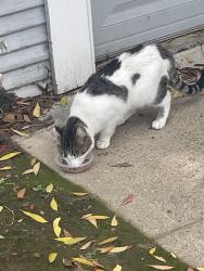 Found/Stray Female Cat last seen Vine and Harrison St., Stockton, CA 95203