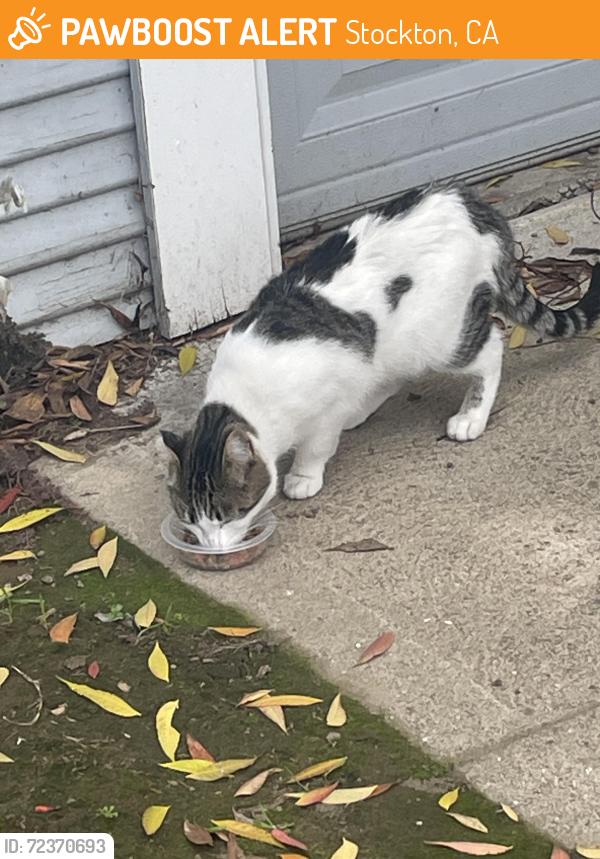 Found/Stray Female Cat last seen Vine and Harrison St., Stockton, CA 95203