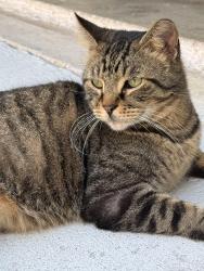 Lost Male Cat last seen Orange Grove Blvd and 129th Avenue North. Acreage , West Palm Beach, FL 33411