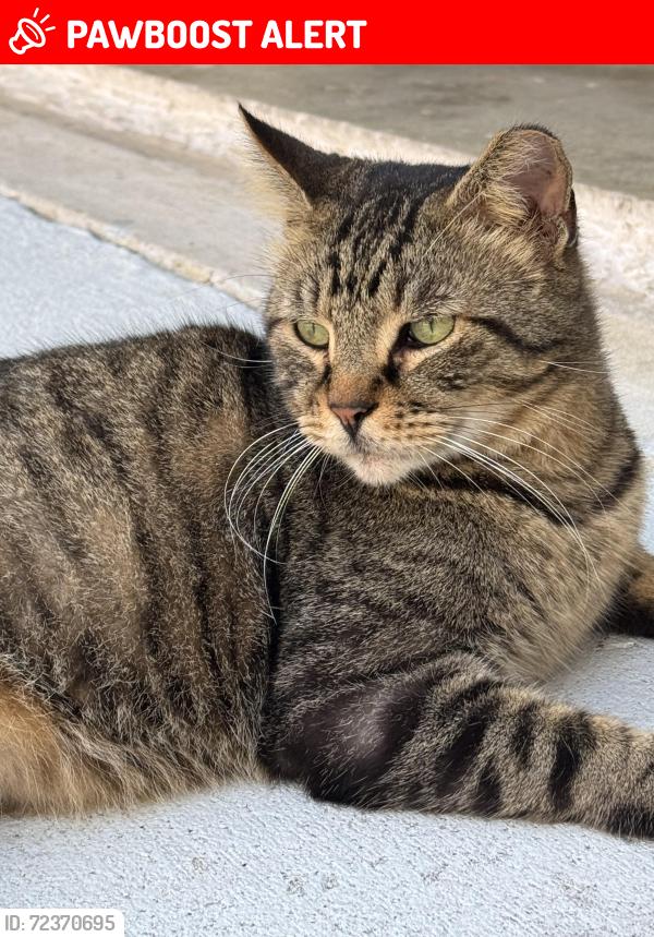 Lost Male Cat last seen Orange Grove Blvd and 129th Avenue North. Acreage , West Palm Beach, FL 33411