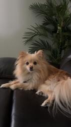 Reunited Male Dog last seen Kempwood dr and Blalock rd, Houston, TX 77080