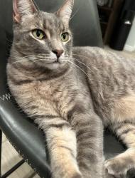 Lost Male Cat last seen Granite Reef and Valley Vista , Scottsdale, AZ 85250