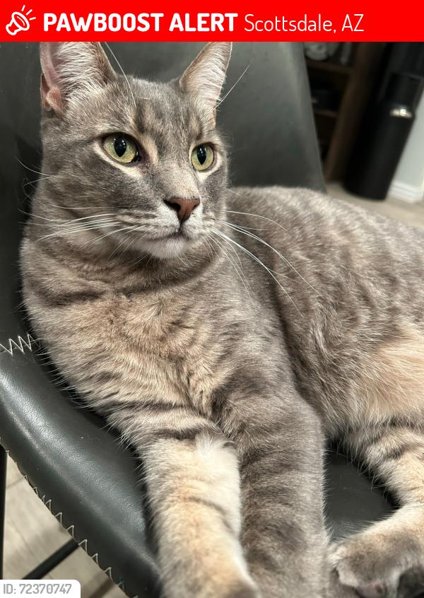 Lost Male Cat last seen Granite Reef and Valley Vista , Scottsdale, AZ 85250
