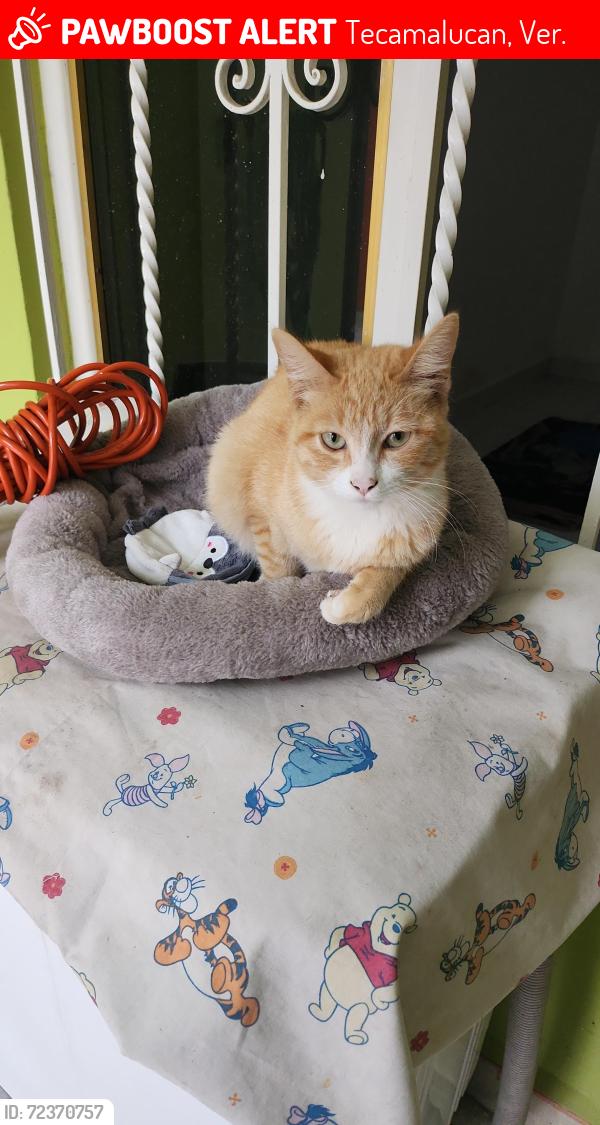Lost Unknown Cat last seen Calle principal en los arcos de tecamalucan , Tecamalucan, Ver. 94762