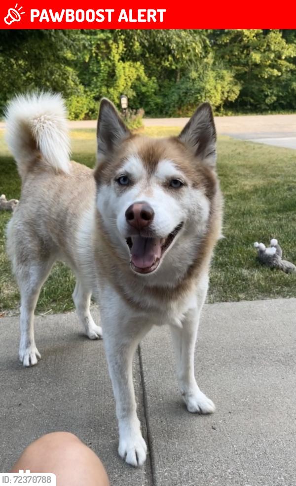 Lost Female Dog last seen Hubbard and Morgan Road , Bedford Township, MI 49037