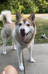 Lost Female Dog last seen Hubbard and Morgan Road , Bedford Township, MI 49037