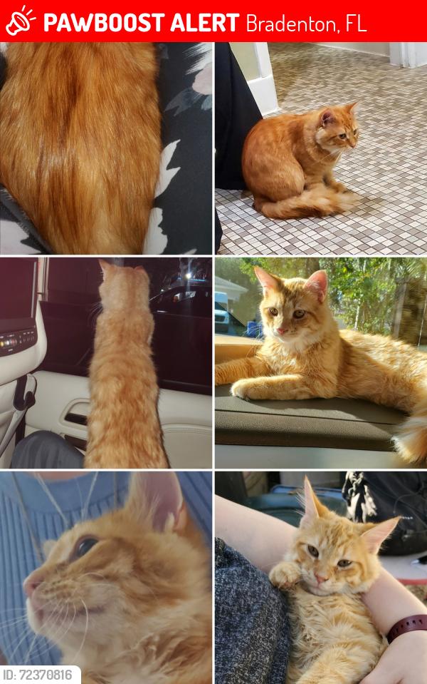 Lost Male Cat last seen Goodwill and Wendy's , Bradenton, FL 34209