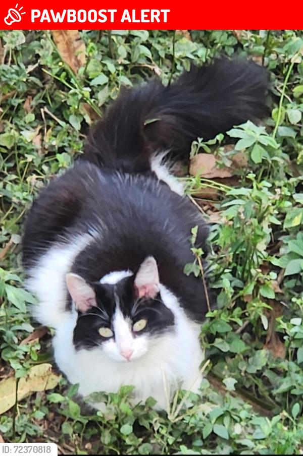 Lost Female Cat last seen Rua Moliterno, Penha de França, SP 03642-080