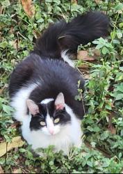 Lost Female Cat last seen Rua Moliterno, Penha de França, SP 03642-080