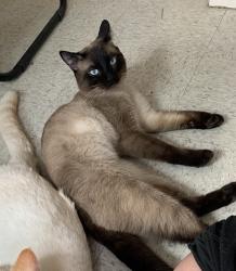 Lost Male Cat last seen Ennell Street, Lowell, MA 01850