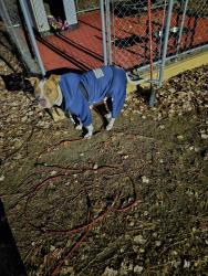 Lost Male Dog last seen Murph Mclauchlin off 211, Hoke County, NC 28377