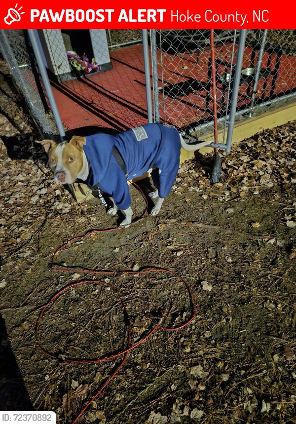 Lost Male Dog last seen Murph Mclauchlin off 211, Hoke County, NC 28377