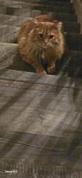 Lost Male Cat last seen 18th Cleveland and 18th Myrtle , Kansas City, MO 64127