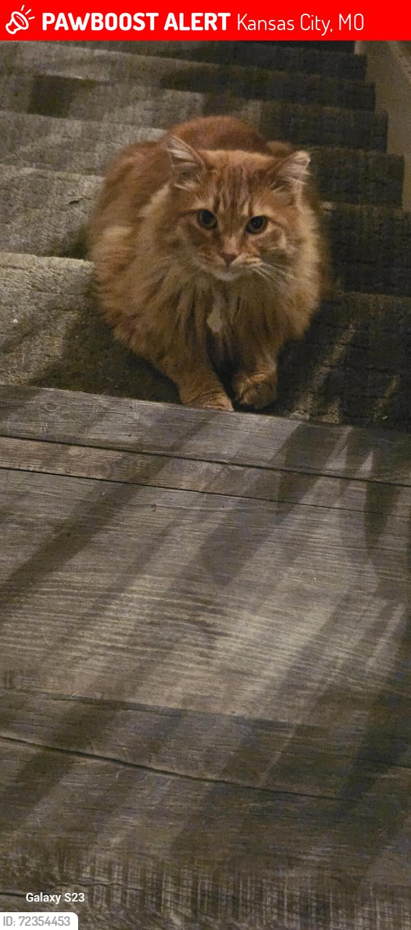 Lost Male Cat last seen 18th Cleveland and 18th Myrtle , Kansas City, MO 64127