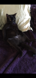 Lost Male Cat last seen Auburn Folsom, Auburn, CA 95603