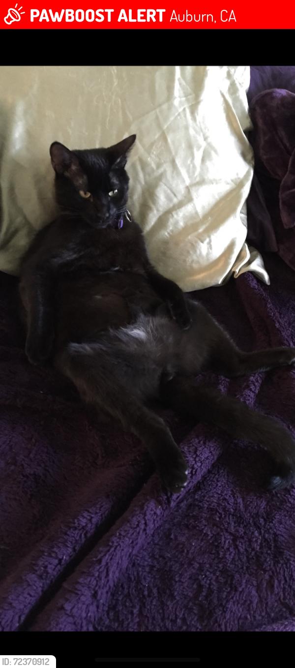 Lost Male Cat last seen Auburn Folsom, Auburn, CA 95603