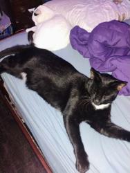Lost Male Cat last seen Tallmadge , Akron, OH 44310