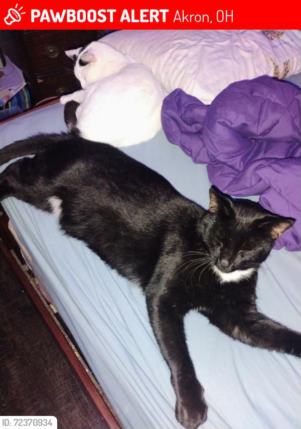 Lost Male Cat last seen Tallmadge , Akron, OH 44310