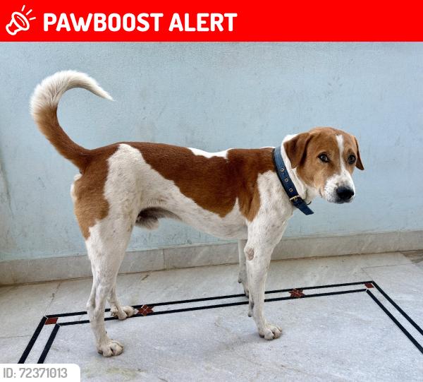 Lost Male Dog last seen Injapur main road near villas, Injapur, TS 