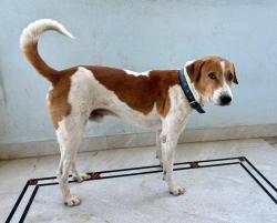 Lost Male Dog last seen Injapur main road near villas, Injapur, TS 