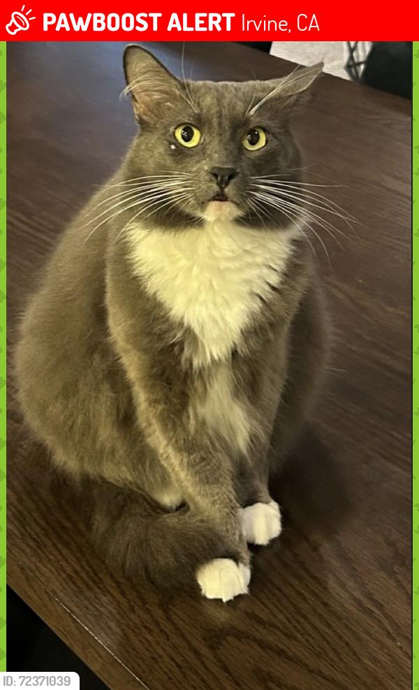 Lost Male Cat last seen revival / towngate , Irvine, CA 92620