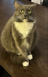 Lost Male Cat last seen revival / towngate , Irvine, CA 92620