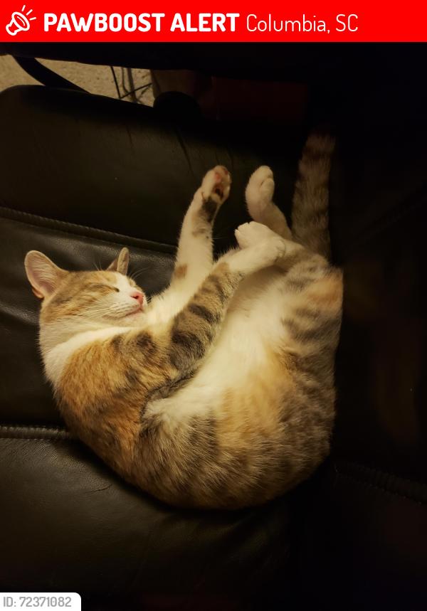 Lost Female Cat last seen Frances St at Pennington Rd, Columbia, SC 29209
