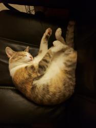 Lost Female Cat last seen Frances St at Pennington Rd, Columbia, SC 29209