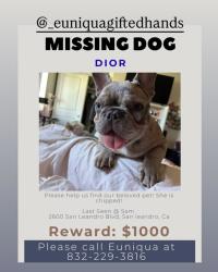 Lost Female Dog last seen Near san leandro blvd, San Leandro, CA 94578