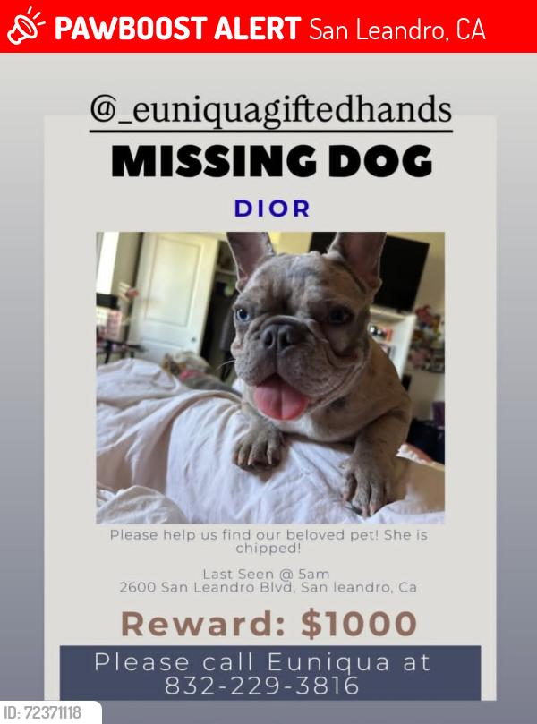 Lost Female Dog last seen Near san leandro blvd, San Leandro, CA 94578