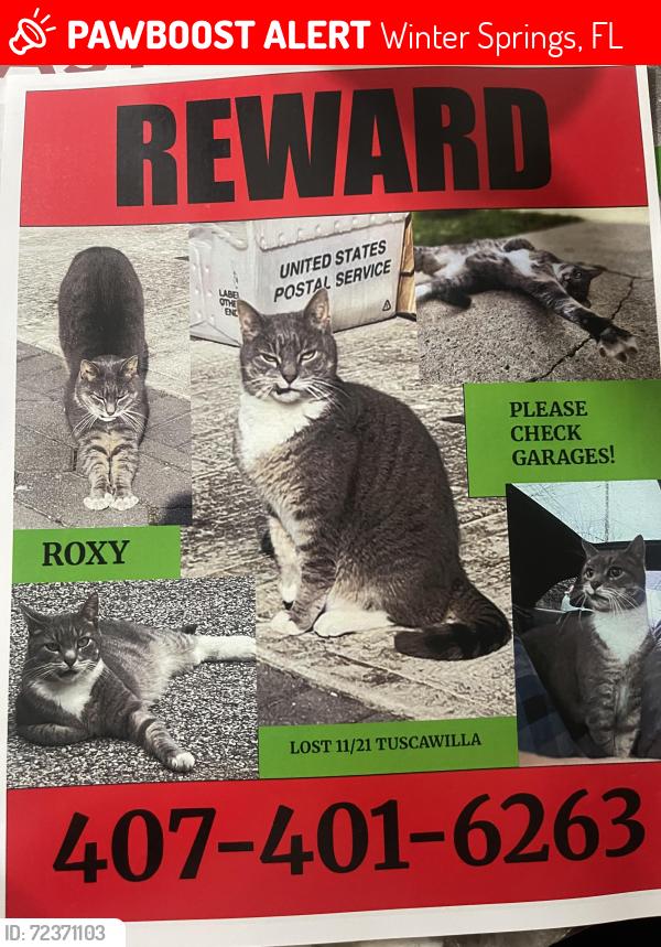 Lost Male Cat last seen Tuscawilla Rd Winter Springs Florida, Winter Springs, FL 32708
