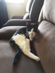 Lost Male Cat last seen Altair and bellatrix st Inala , Inala, QLD 4077