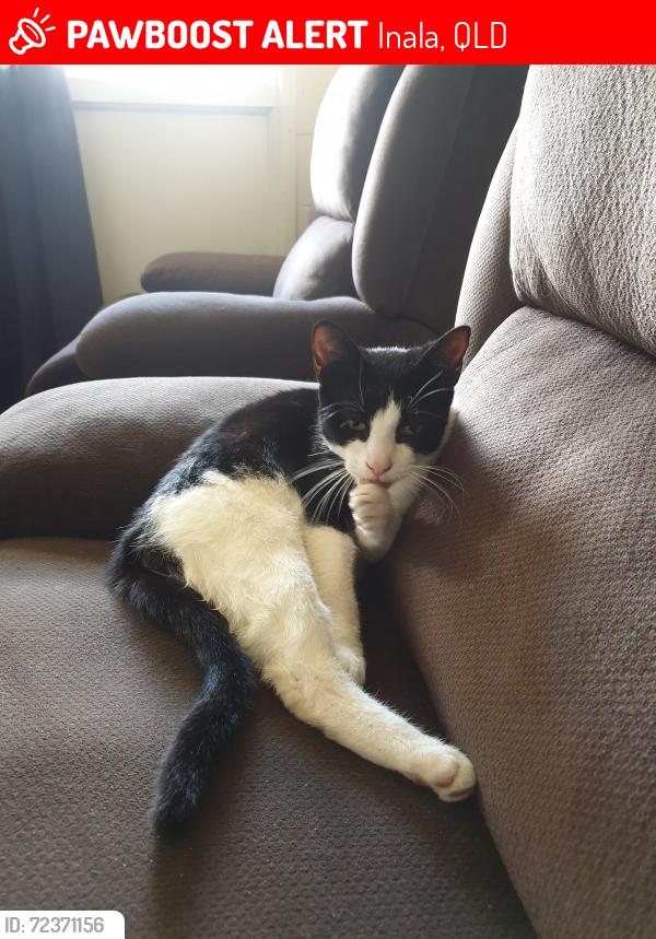 Lost Male Cat last seen Altair and bellatrix st Inala , Inala, QLD 4077
