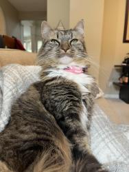 Lost Female Cat last seen Anderegg loop, Portland, OR 97236
