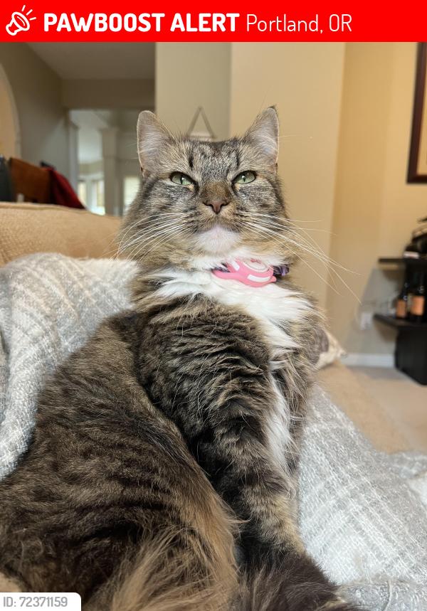 Lost Female Cat last seen Anderegg loop, Portland, OR 97236