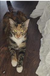Lost Female Cat last seen Norbury , Greater London, England SW16 4JX