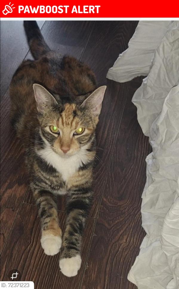 Lost Female Cat last seen Norbury , Greater London, England SW16 4JX