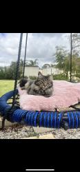 Lost Female Cat last seen parmelia fish n chips , Parmelia, WA 6167