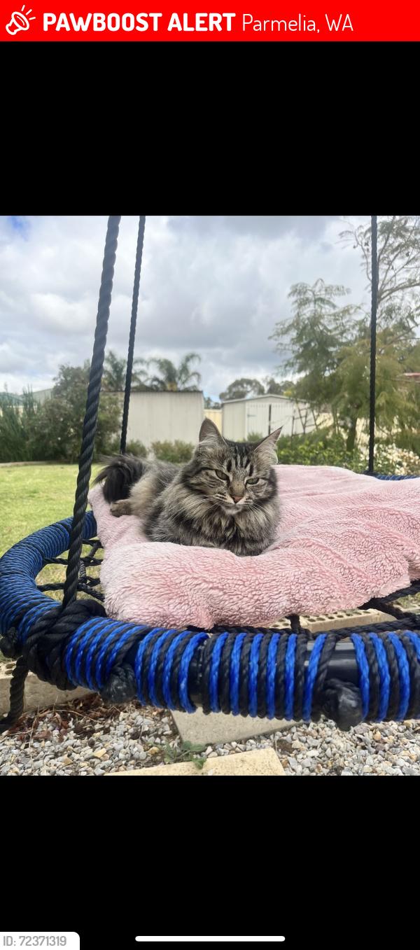 Lost Female Cat last seen parmelia fish n chips , Parmelia, WA 6167