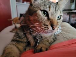 Lost Male Cat last seen Katherine St, Easley, SC 29640