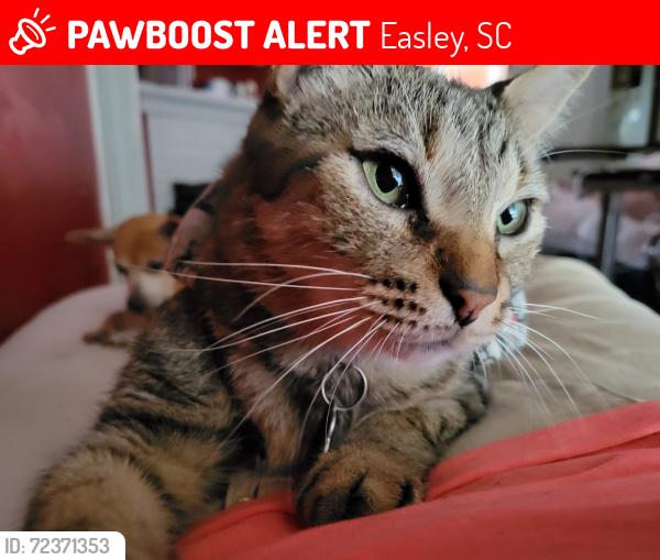 Lost Male Cat last seen Katherine St, Easley, SC 29640