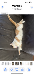 Lost Male Cat last seen Franklin, Port St. Lucie, FL 34953