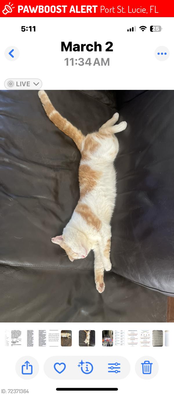 Lost Male Cat last seen Franklin, Port St. Lucie, FL 34953
